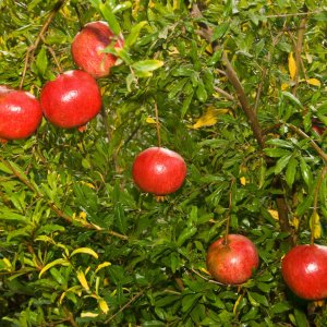 Granátové jablko (Punica granatum) ´WONDERFUL´ - výška: 110-130 cm, kont. C6L (-10°C) 